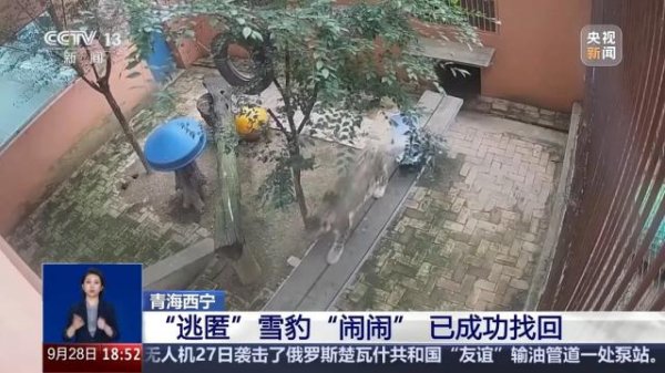 策略股 出逃雪豹“闹闹”被成功救回，搜寻过程曝光