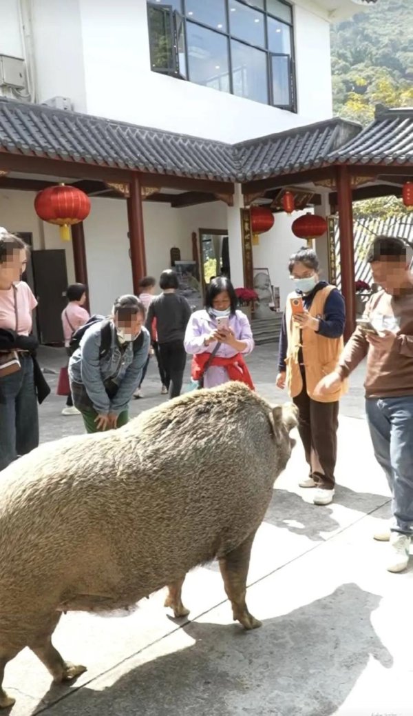 牛领策略 广东300斤野猪“猪五妹”走红！爱吃苹果、通人性，还会点头鞠躬！